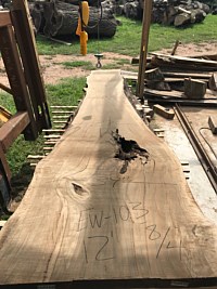 English Walnut